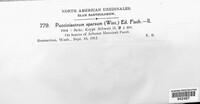 Pucciniastrum sparsum image